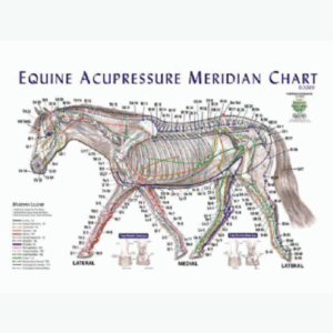 Equine acupressure meridian chart | Acupressure points chart